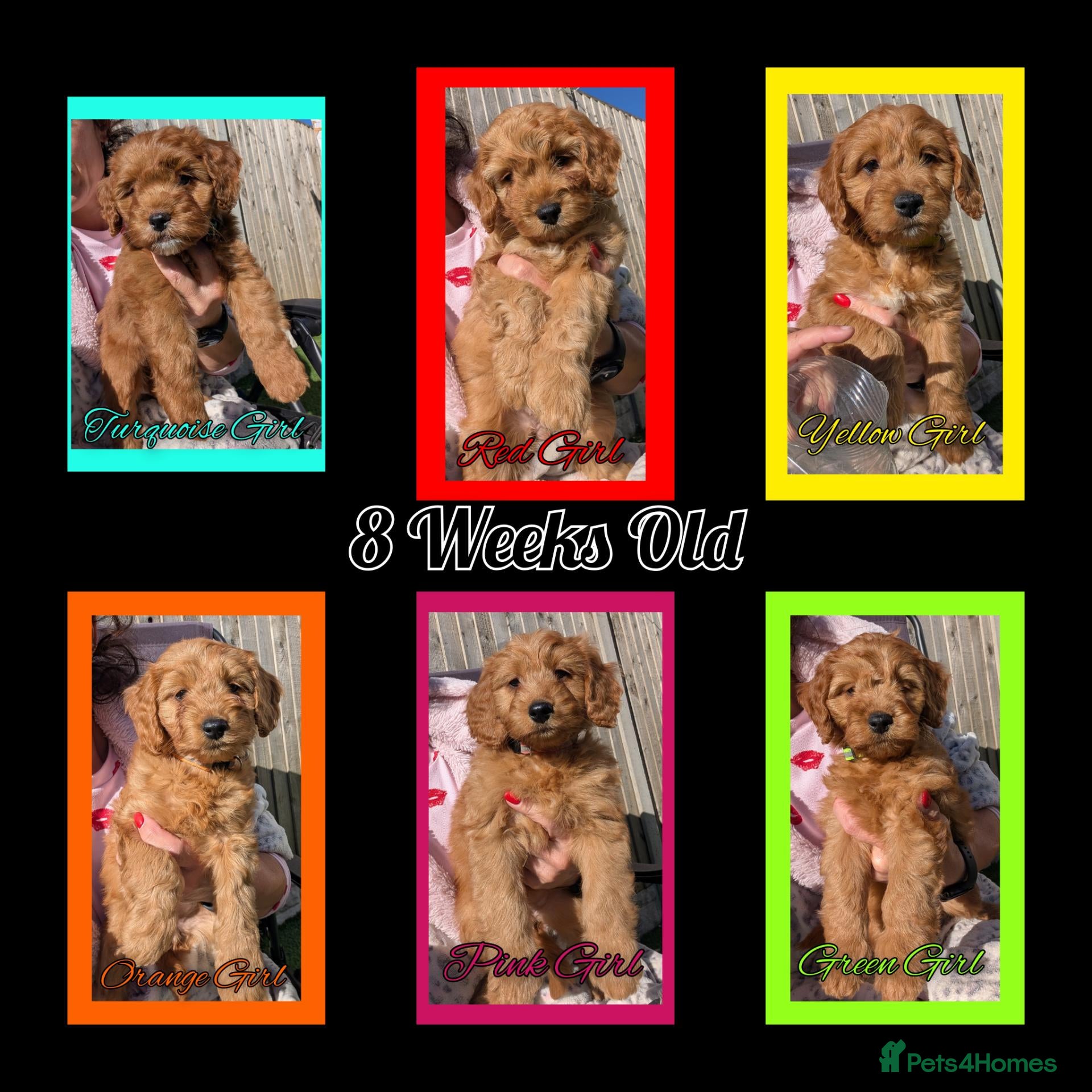 Cockapoo dogs READY NOW 6 x Red Cockapoo Girls For Sale - Advert 1