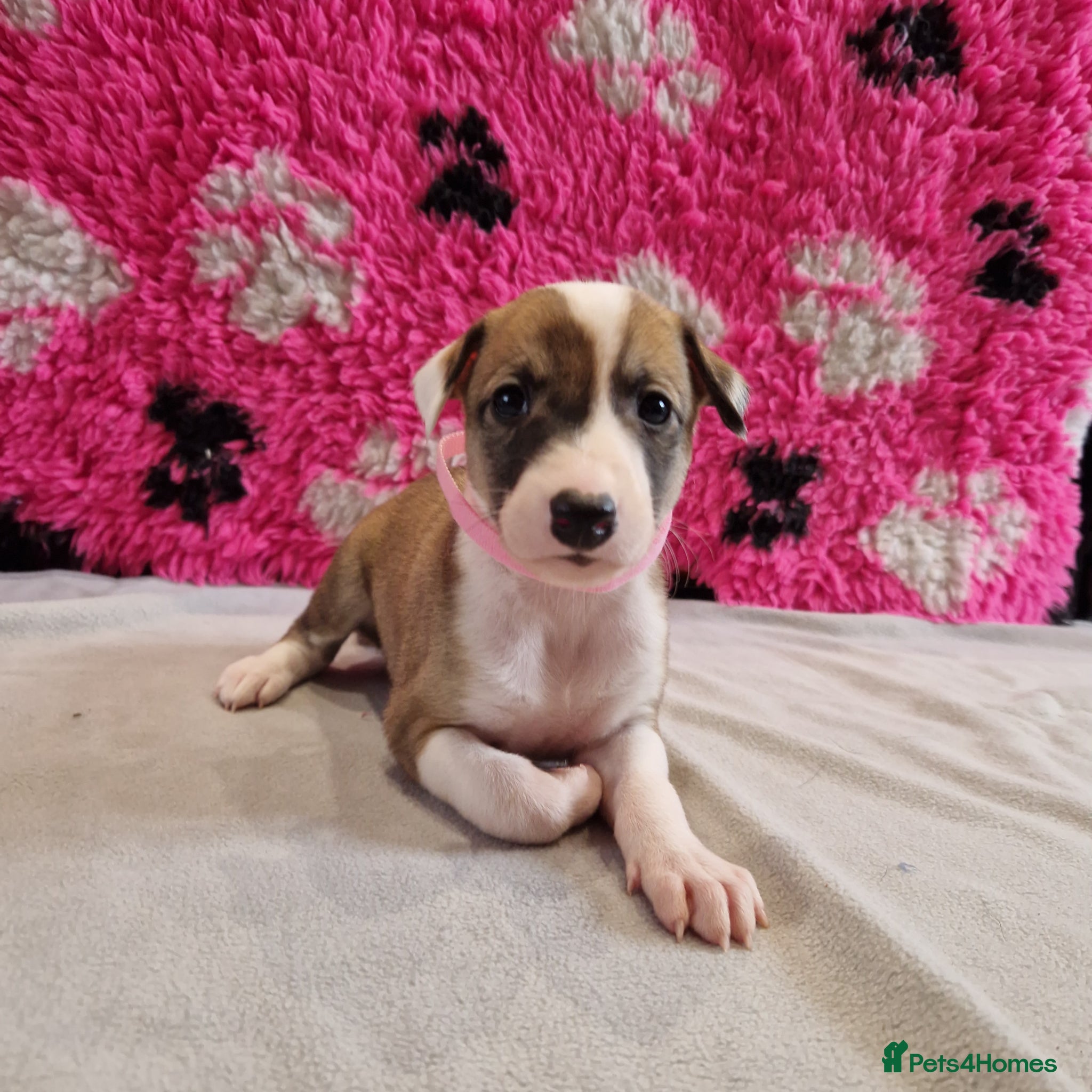 Lurcher dogs Lurcher pups - Advert 1
