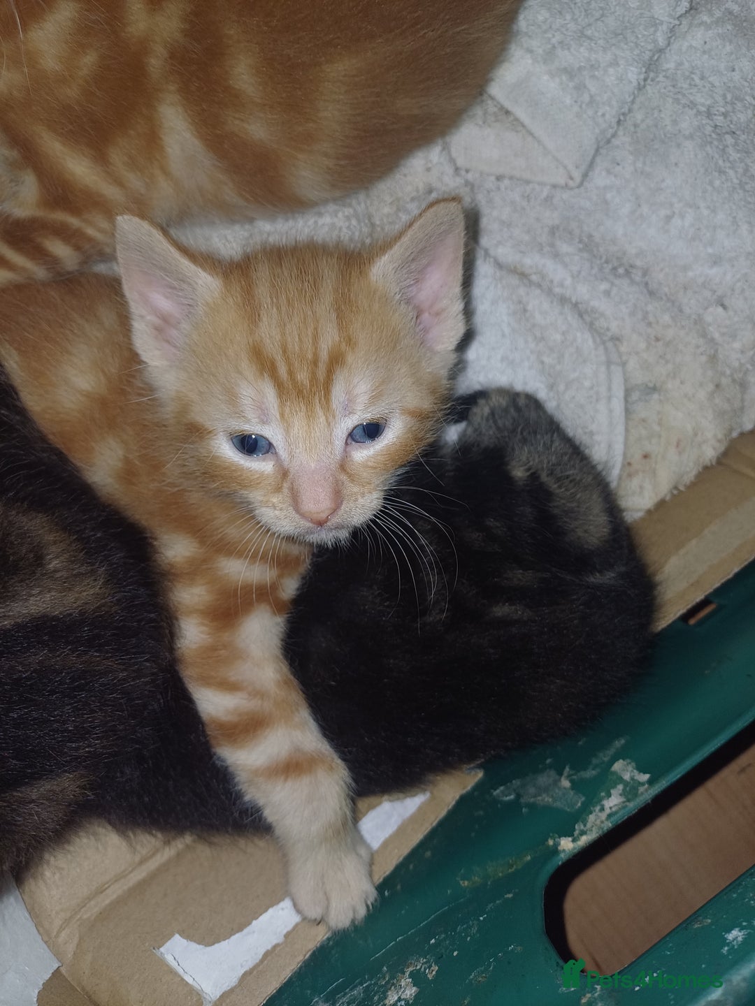 Mixed Breed cats for sale: 5 Kittens - Image 3