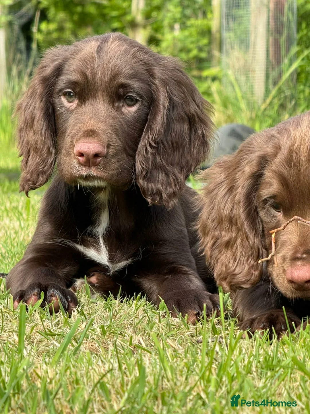 Sprocker dogs for sale: Sprocker ( Springer x Cocker ) pups for sale - Advert 2