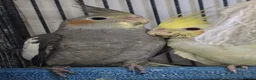 Cockatiels birds for sale: Cockatiel - Advert 6