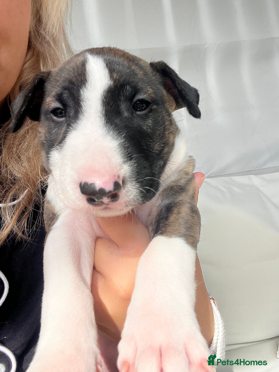 English Bull Terrier dogs for sale: Janineabullz bull terriers beautiful litter  - Image 28