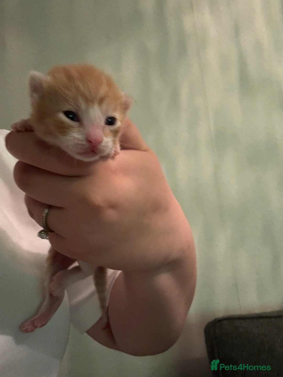 Bengal cats for sale: 3 ginger kittens for sale !!  - Image 1