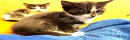 Mixed Breed cats for sale: Gorgeous litter of kittens in Ilminster - Advert 4