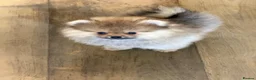 Pomeranian dogs for sale: Royal Kennel Club reg show Pomeranian puppies - Advert 4