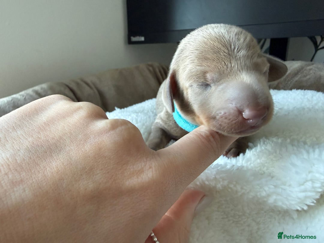 Miniature Dachshund dogs for sale: KC Miniature Dachshund short hair 4M 1F - Advert 8