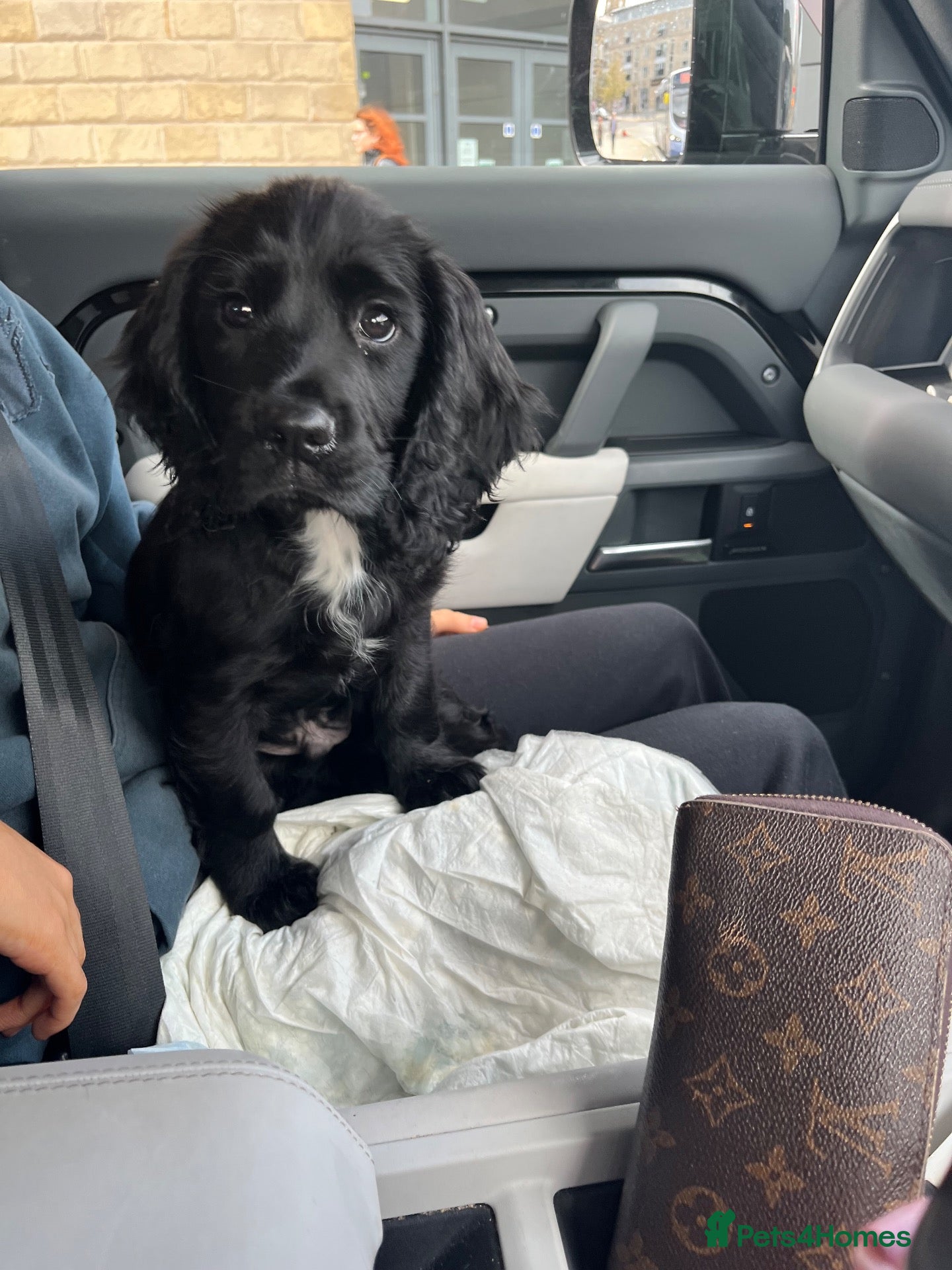 Sprocker dogs Gorgeous Health checked both vaccine   - Advert 1