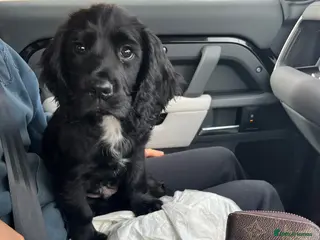 Sprocker dogs Gorgeous Health checked both vaccine - Advert 1