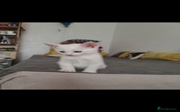 Domestic Shorthair cats for sale: 2 white kittens ready to move into their new homes - Image 5