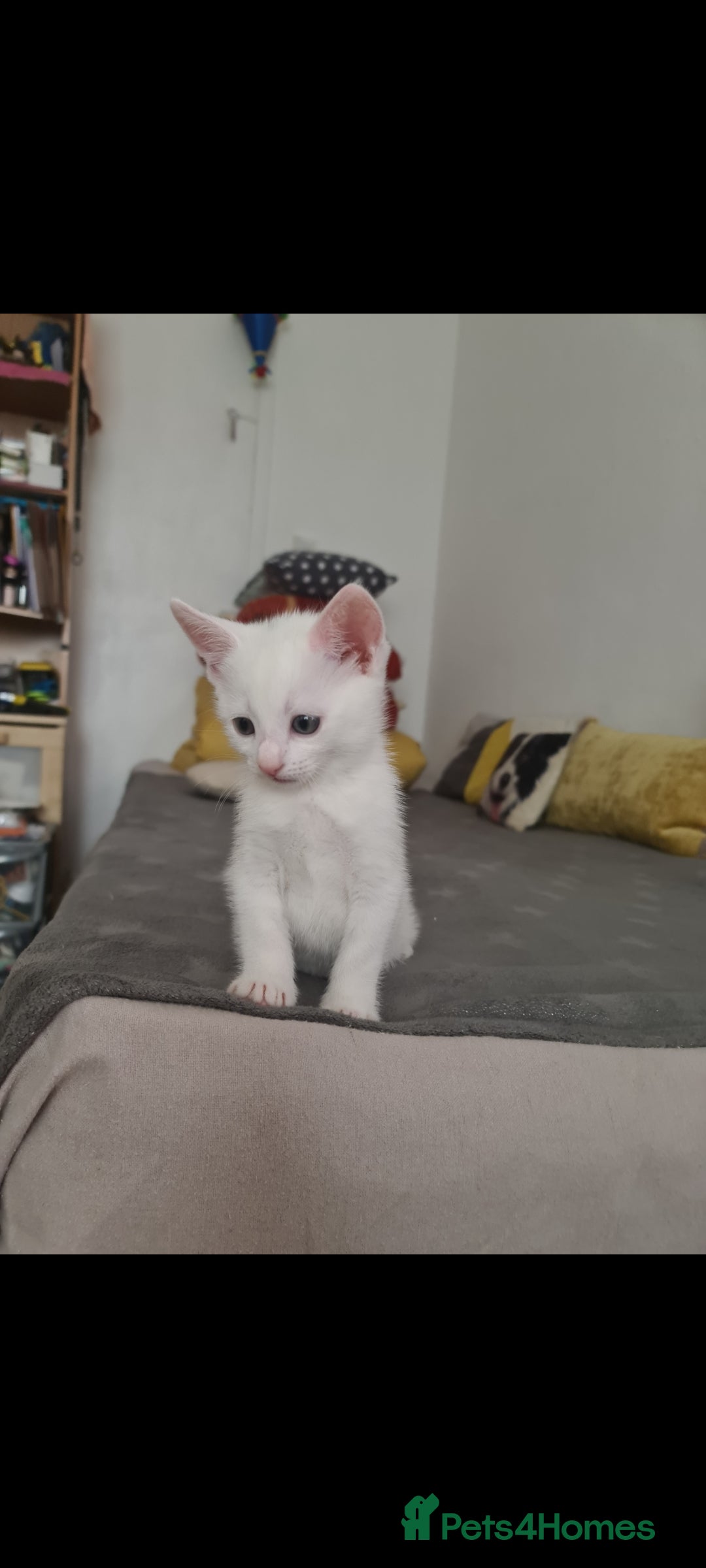 Domestic Shorthair cats for sale: 2 white kittens ready to move into their new homes - Image 5