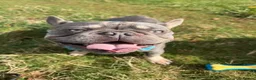 French Bulldog dogs for stud: Blue and tan frenchie bulldog looking to stud  - Advert 3