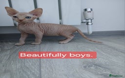 Sphynx cats for sale: Beautiful blue-eyed Sphynx kitten for sale  - Image 5