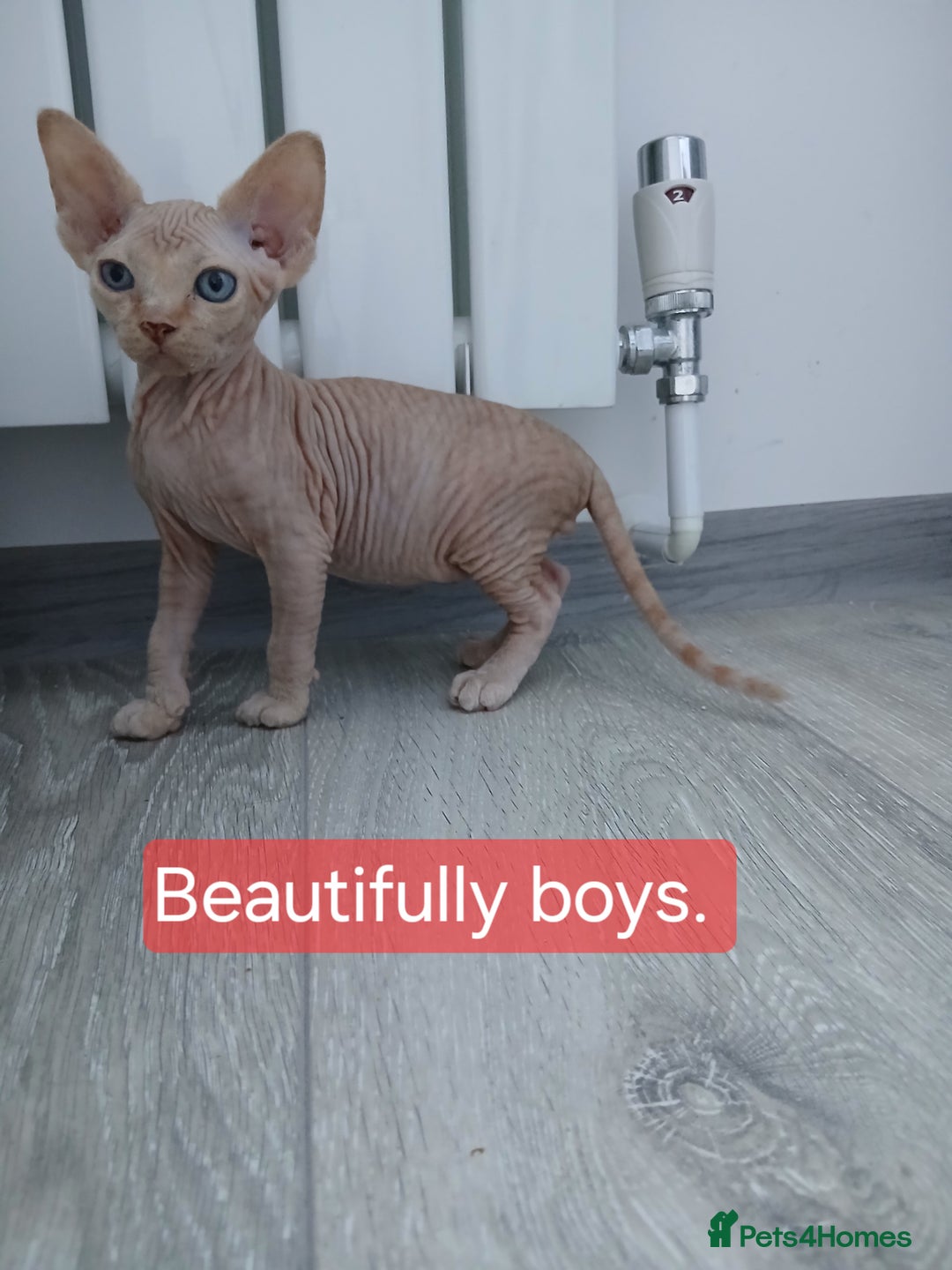 Sphynx cats for sale: Beautiful blue-eyed Sphynx kitten for sale  - Image 5