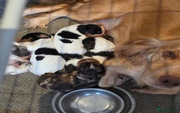 Cocker Spaniel dogs for sale: Kc registered mixed litter - Image 10