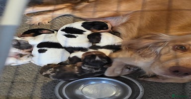 Cocker Spaniel dogs - Advert 14