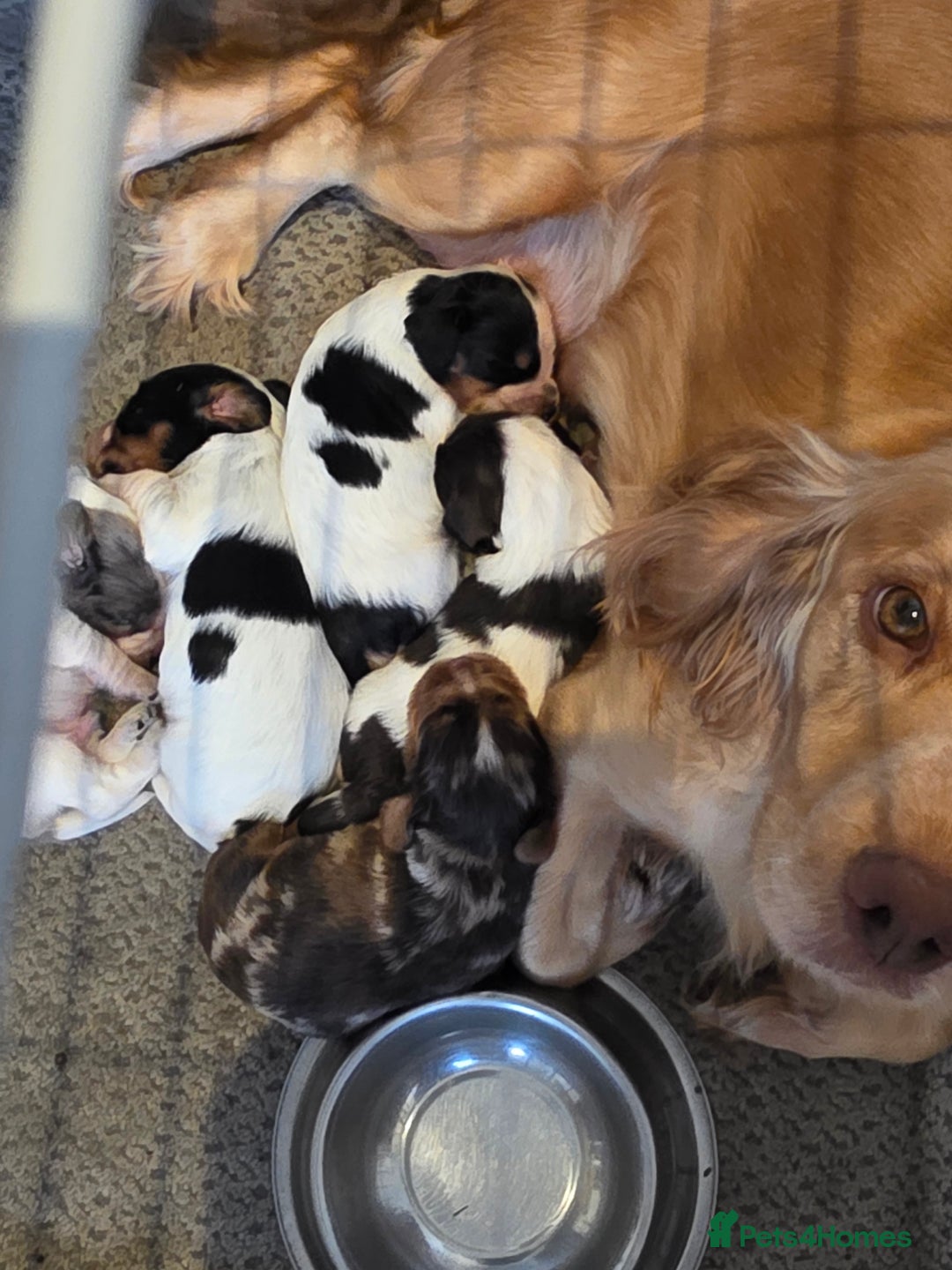 Cocker Spaniel dogs for sale: Kc registered mixed litter - Image 10