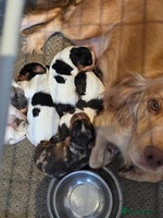 Cocker Spaniel dogs - Advert 4