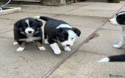 Border Collie dogs for sale: Beautiful Tri-colour border collies - Image 1