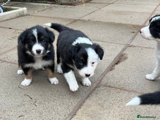 Border Collie dogs for sale - Advert 1