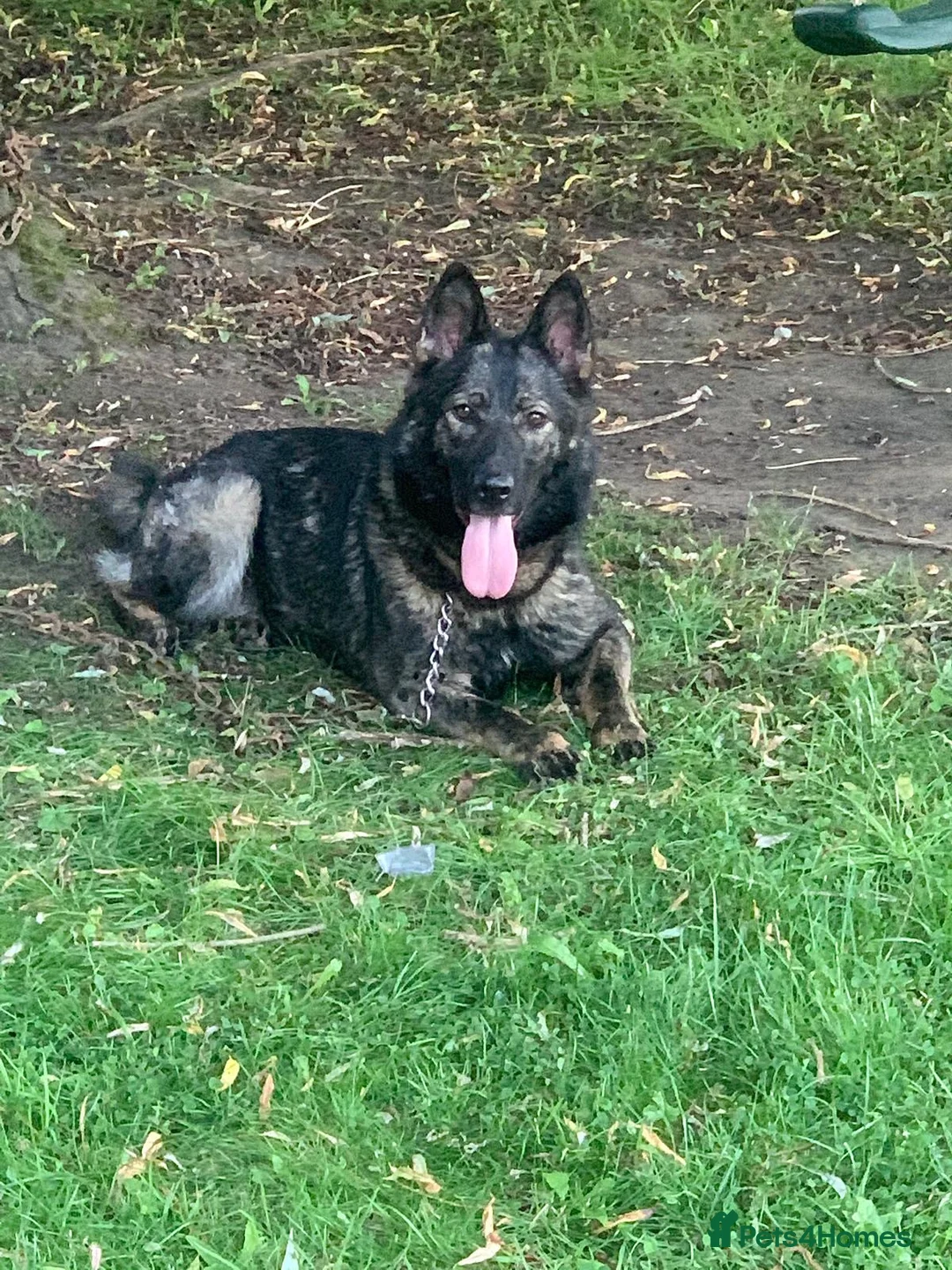 German Shepherd dogs for sale: German Shepherd Puppies Exceptional Bloodlines - Advert 8