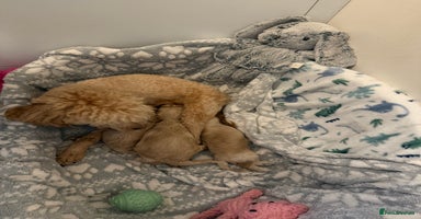Cavapoo dogs - Advert 2