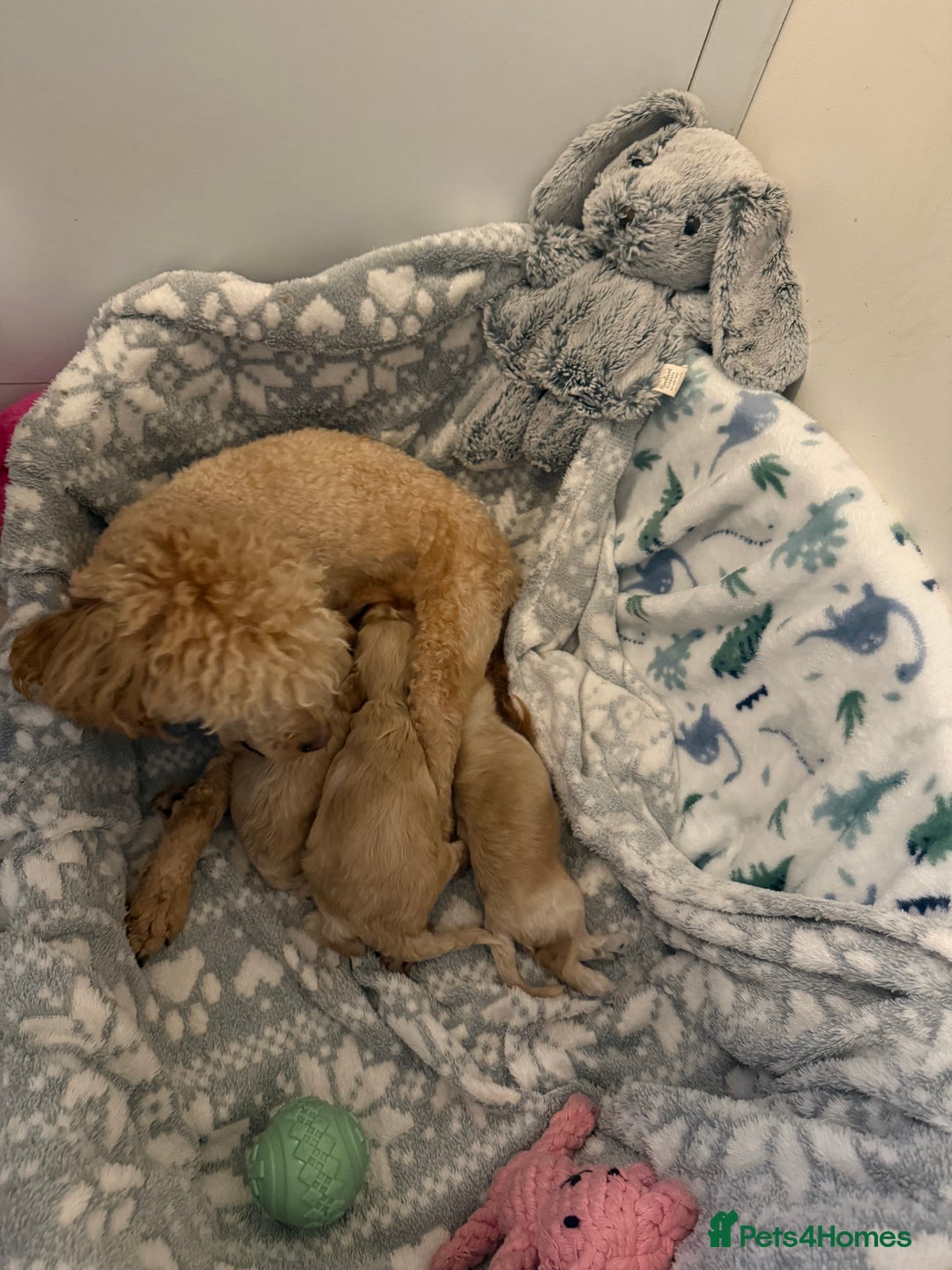 Cavapoo dogs for sale: ✨Exceptional Cavapoo Puppies Raised with love🐾 - Image 1