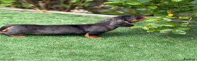 Miniature Dachshund Puppy 3