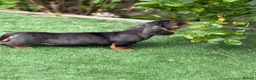 Miniature Dachshund dogs for sale: ⭐️Tiny Health tested mini dachshunds ⭐️ 🦴🐶🐾🐾 - Advert 15