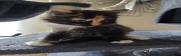 Mixed Breed cats for sale: 2 female kittens for sale - Advert 4