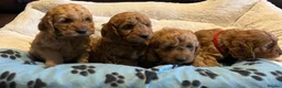 Cockapoo dogs for sale: Stunning cockapoo puppies  - Advert 10