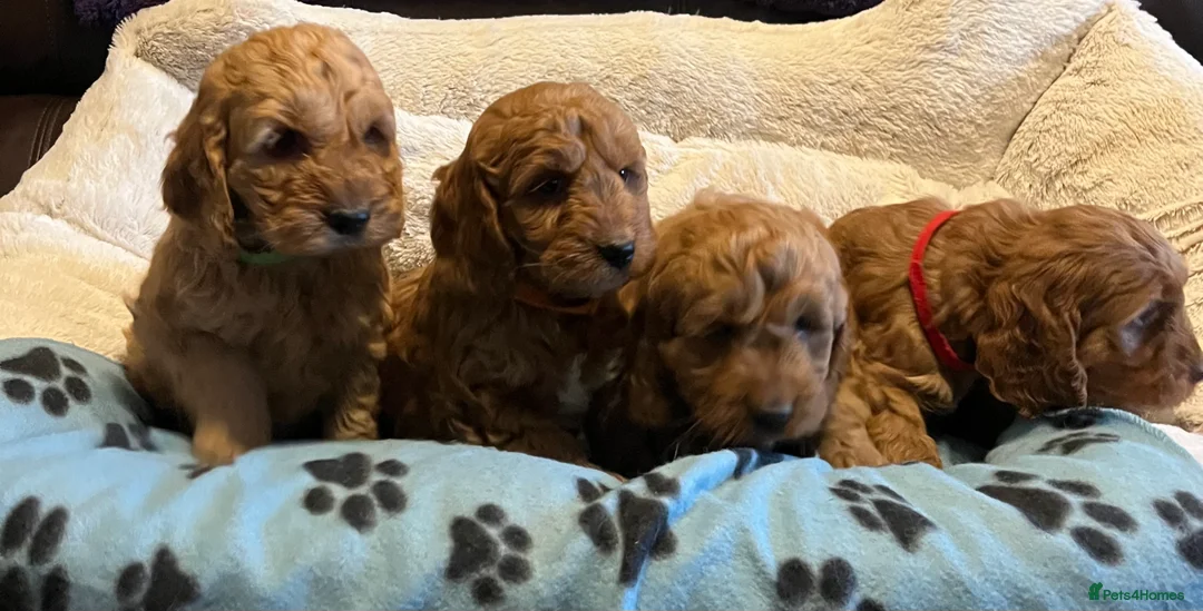 Cockapoo dogs for sale: Stunning cockapoo puppies  - Advert 10