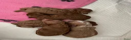 Cavapoo dogs for sale: Cavapoo puppies in Stevenage - Advert 10