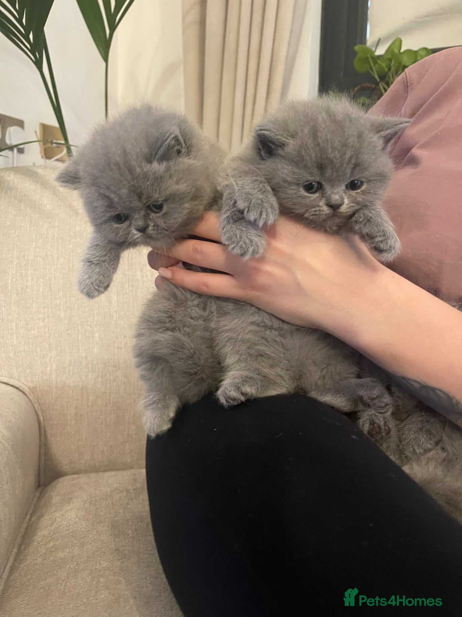 British Shorthair cats GORGEOUS BRITISH SHORTHAIR BLUE GCCF KITTENS - Advert 1