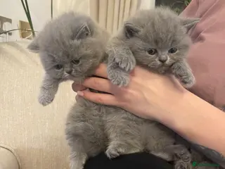 British Shorthair cats GORGEOUS BRITISH SHORTHAIR BLUE GCCF KITTENS - Advert 1