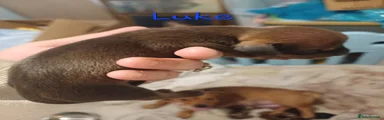 Luke