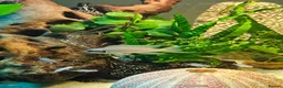 Cichlids fish for sale: Fairy cichlids breeding pair  in Romford - Advert 7