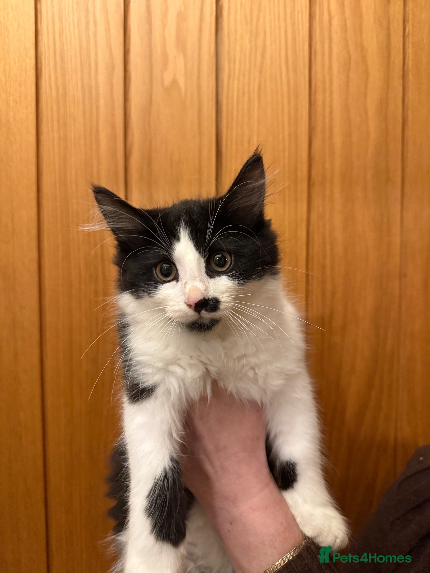 Maine Coon cats Four gorgeous Maine Coons left! - Advert 1