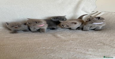 British Shorthair cats - Advert 11