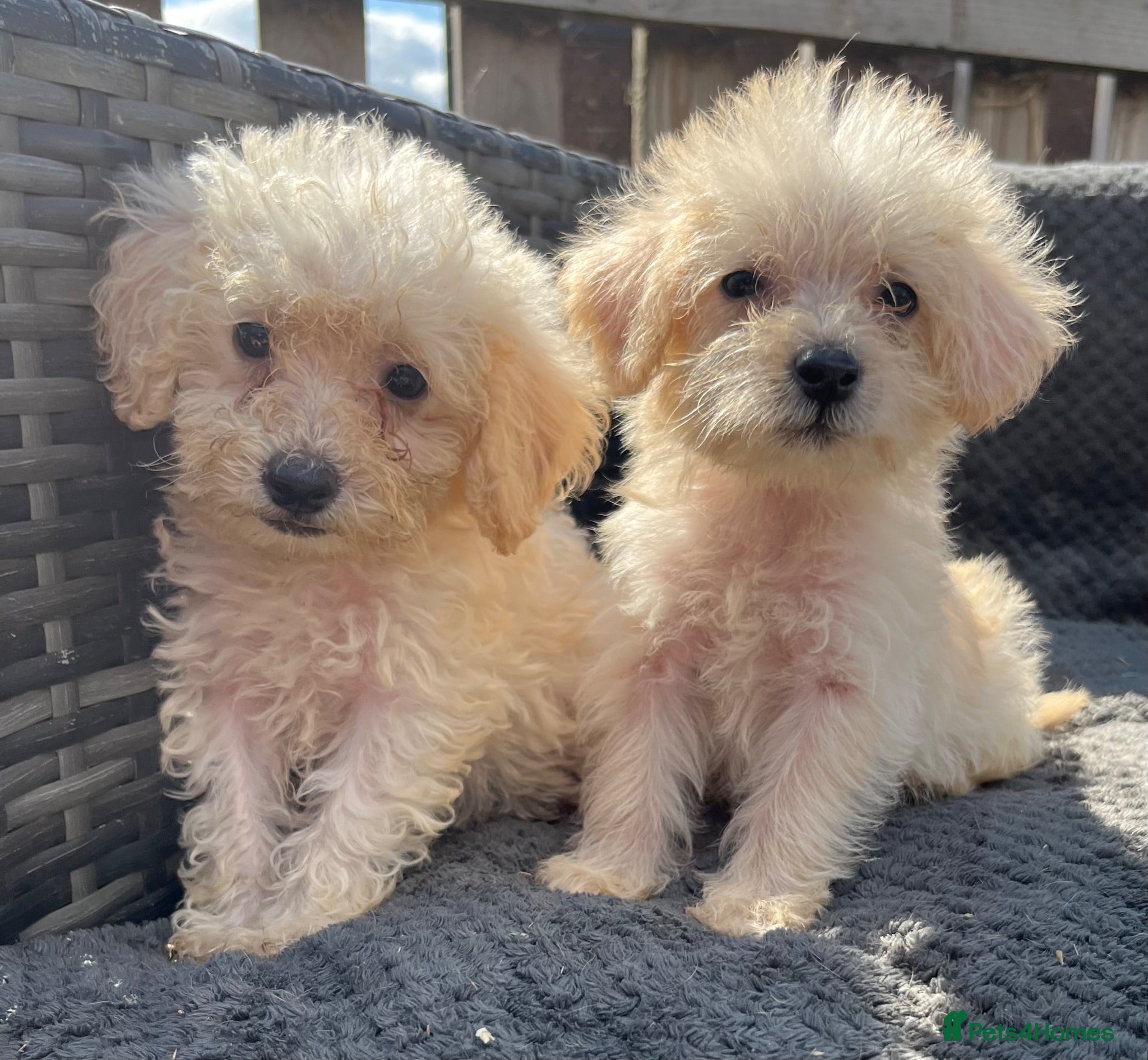 Cockapoo dogs F1B cockapoo puppies  - Advert 18