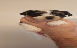 Yorkshire Terrier dogs for sale: 100% Biewer yorkshire-terrier Pedigree  - Advert 19