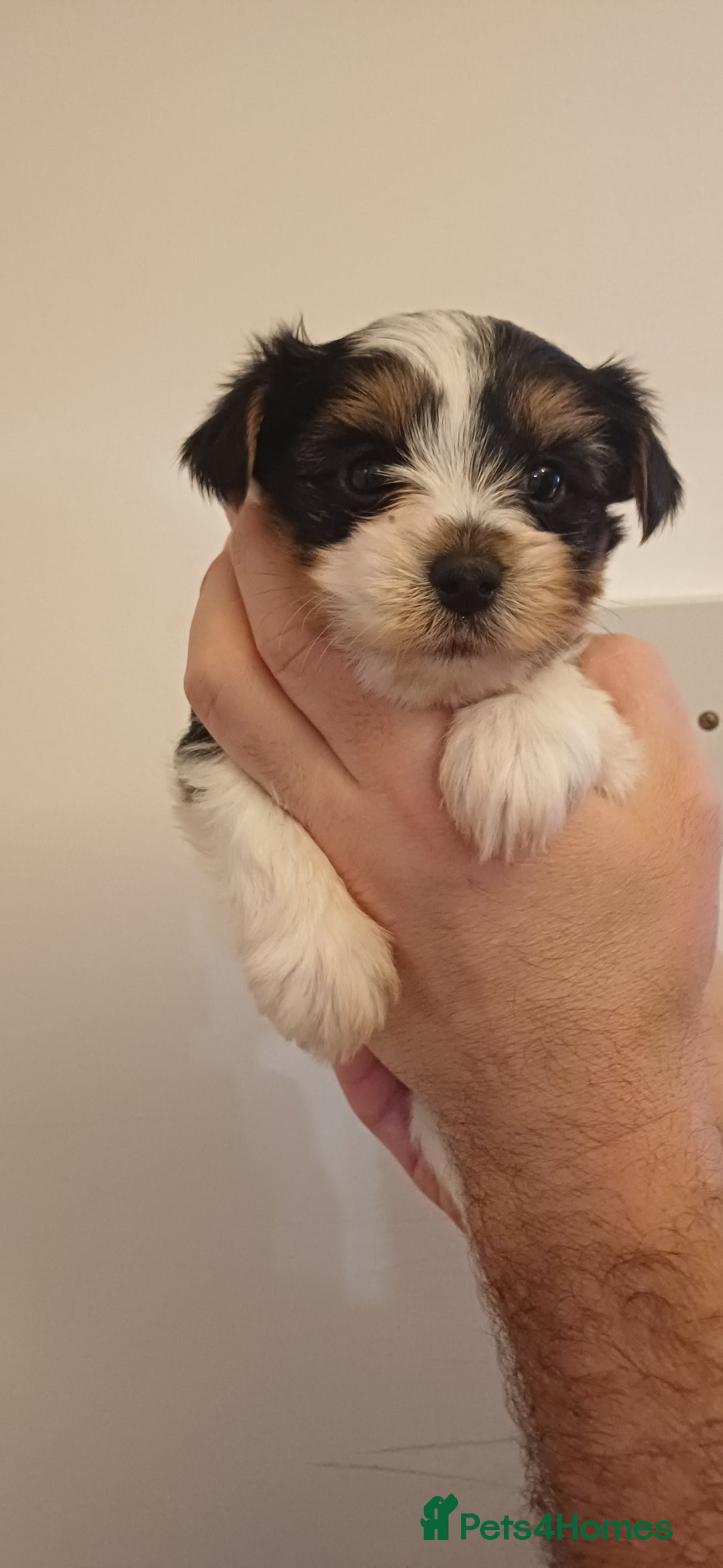 Yorkshire Terrier dogs for sale: 100% Biewer yorkshire-terrier Pedigree  - Advert 19