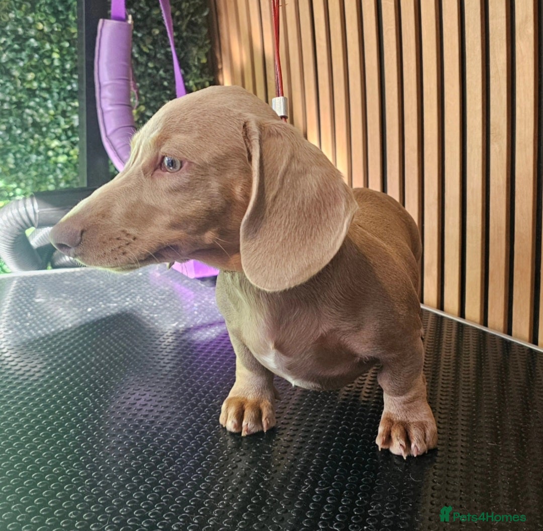 Miniature Dachshund dogs for sale: Smooth Coat Minature Dachshund Male - Image 3