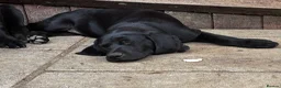 Labrador Retriever dogs for sale: Labrador retriever puppies - Advert 16