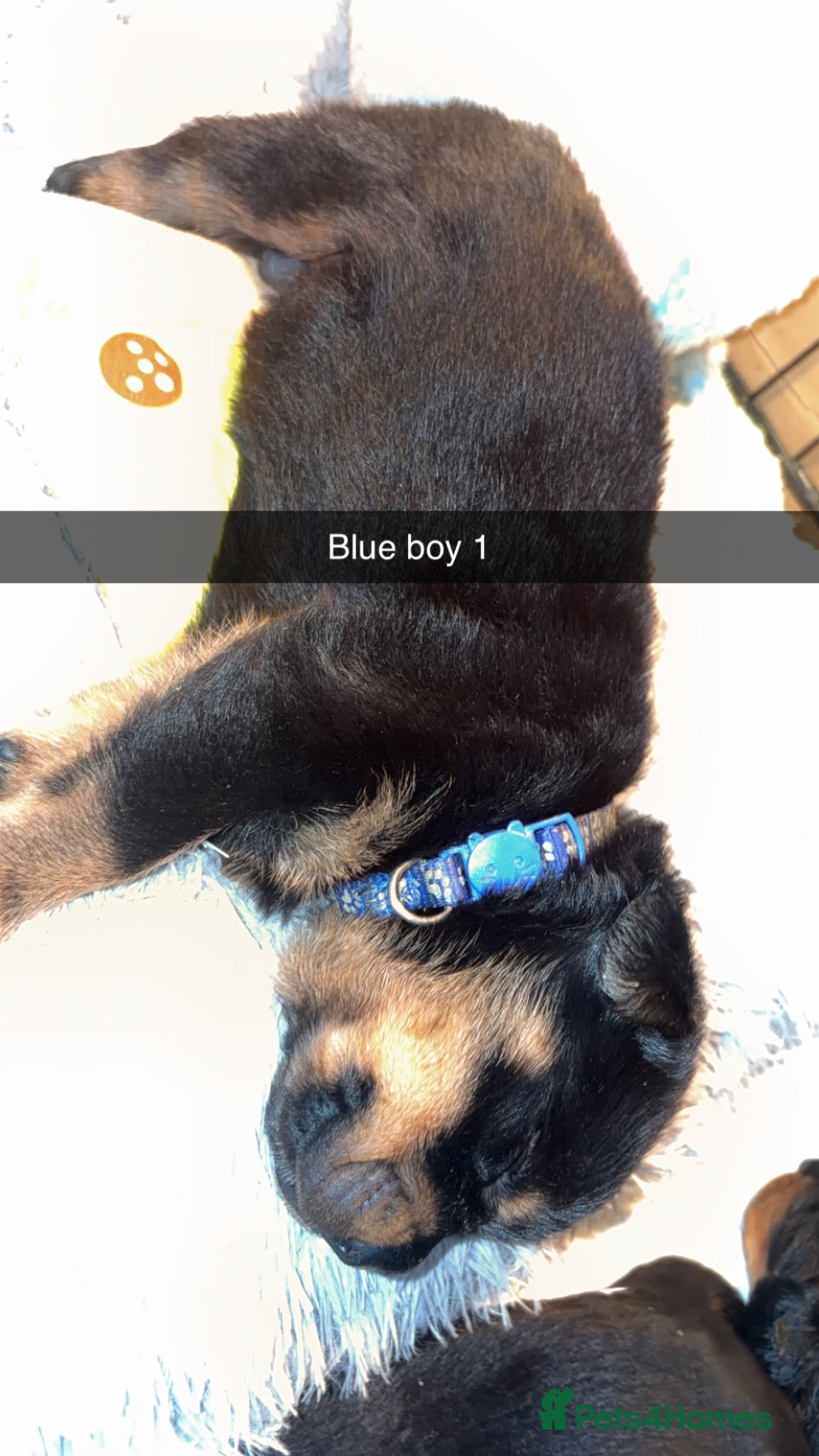 Rottweiler dogs 4 week old ready for deposit Rottweiler puppy’s  - Advert 14