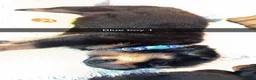 Rottweiler dogs for sale: 8 weeks take home old  Rottweiler puppy’s  - Advert 1
