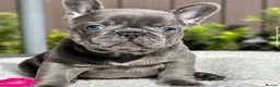 French Bulldog dogs for sale: French bulldog  - Advert 2