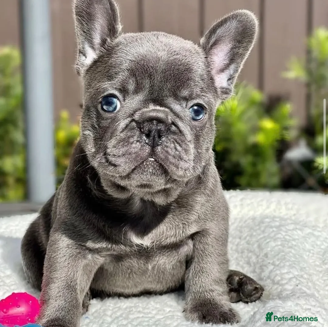 French Bulldog dogs for sale: French bulldog  - Advert 2