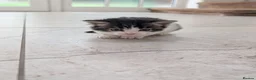 Mixed Breed cats for sale: Georgous Kittens Looking For A New Home - Advert 32