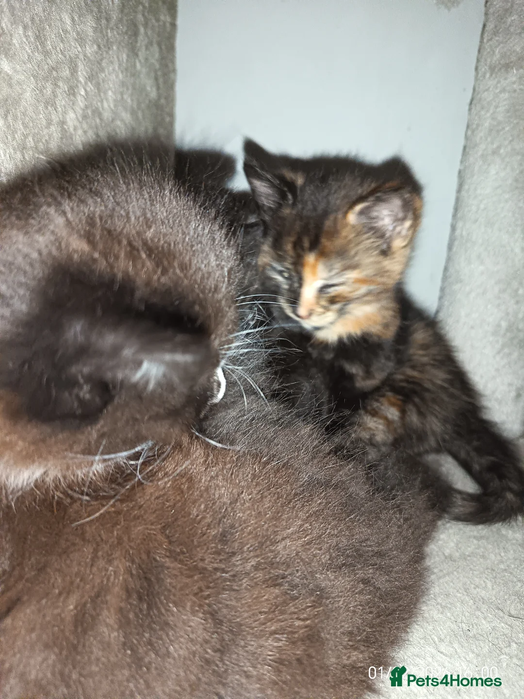 Mixed Breed cats for sale: Tortieshell female kitten - Advert 11