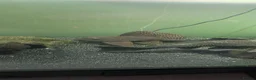 Plecos fish for sale: Variety Of Fish - Advert 2